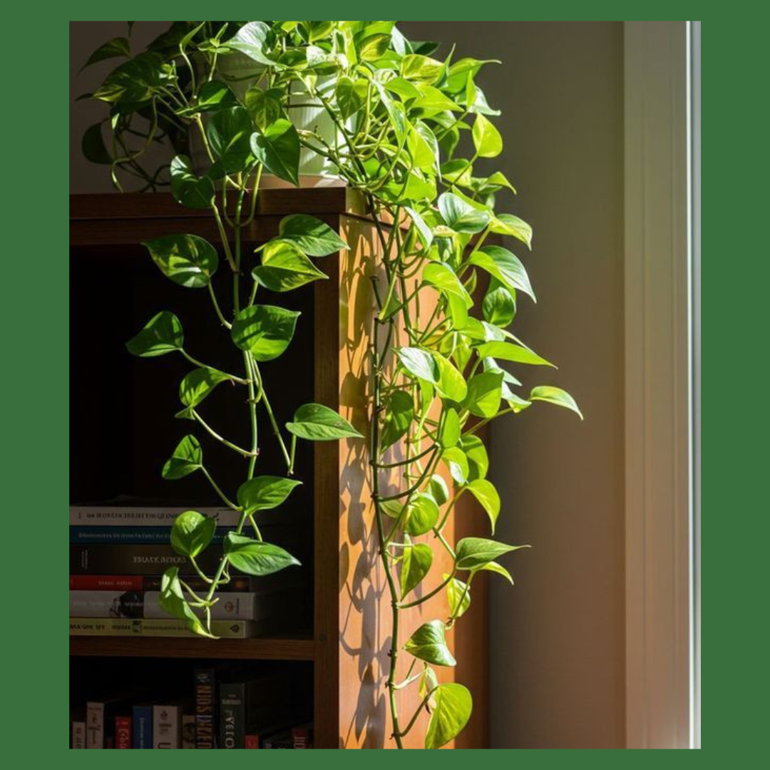 Pawpetals Pothos hanging bunch