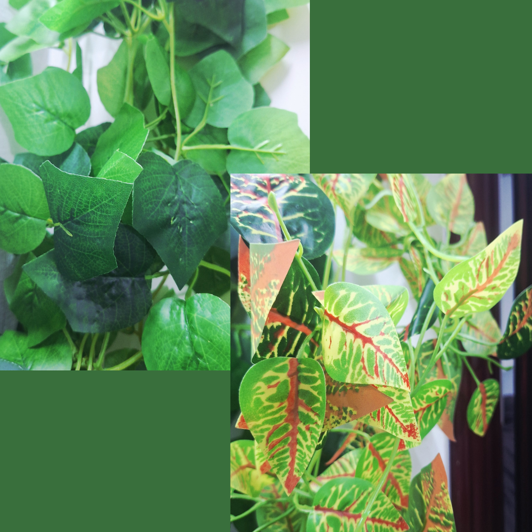 Pawpetals Pothos hanging bunch