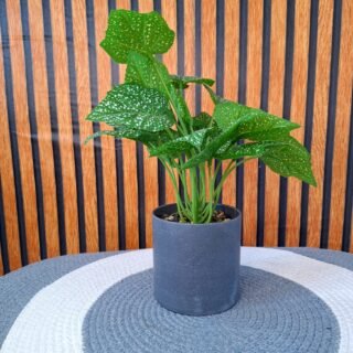 ARTIFICIAL BEGONIA PLANT