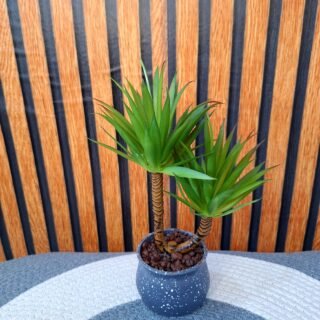 DRACO DOUBLE HEADED PLANT BY PAWPETALS
