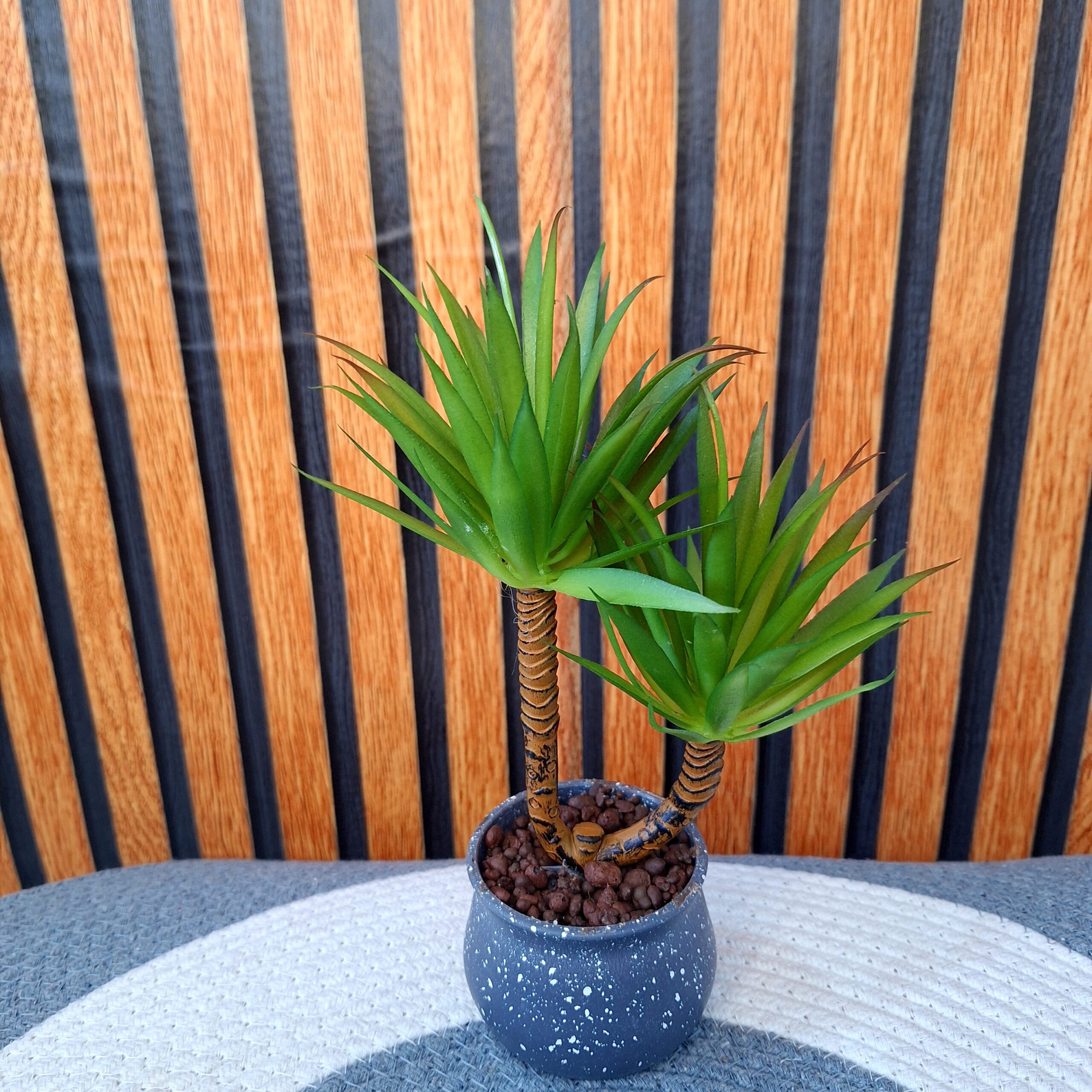 DRACO DOUBLE HEADED PLANT