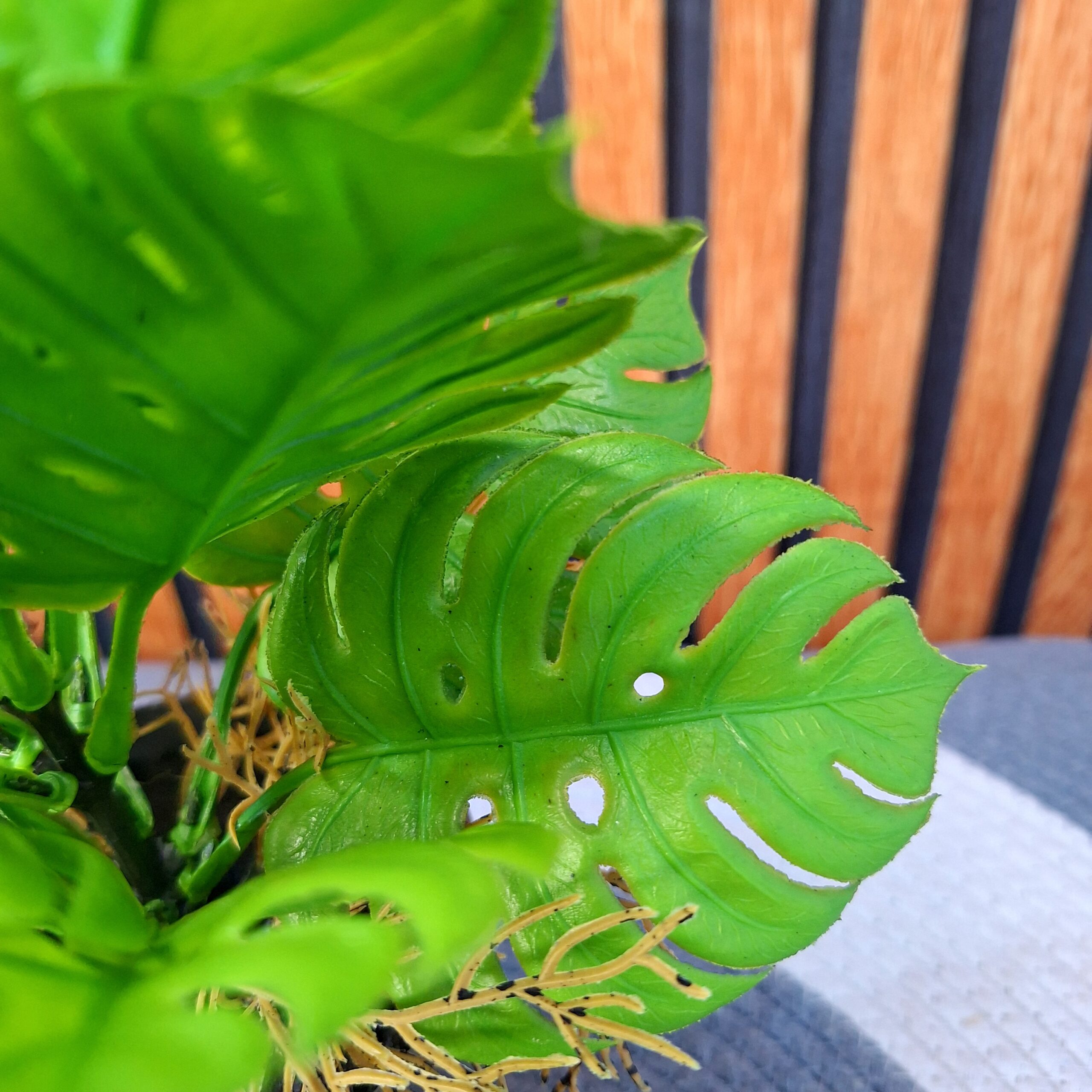 monstera mini table top