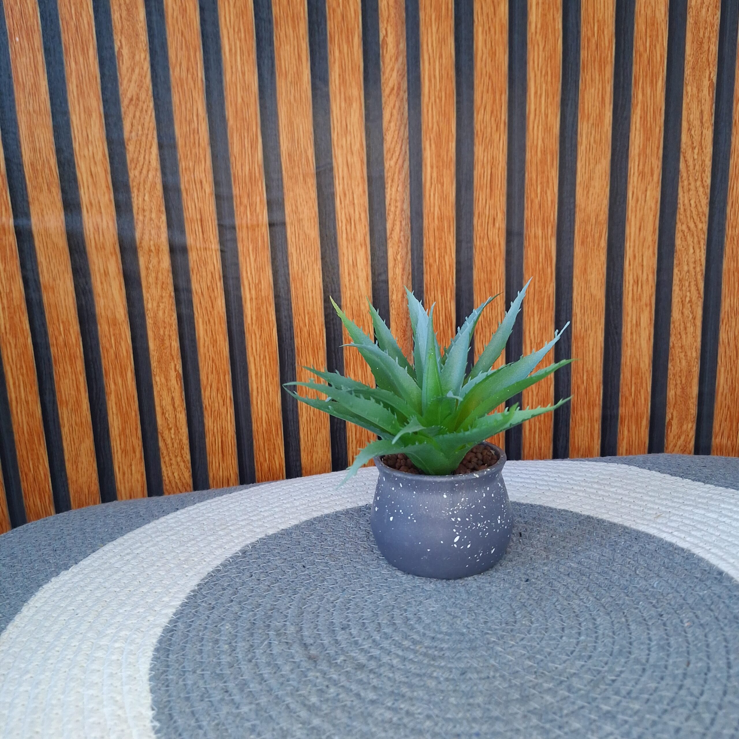 Pawpetals Monstera Mini Table Top