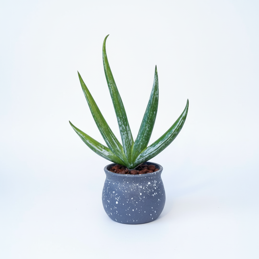 Pawpetals mini cactus tabletop plant with pot