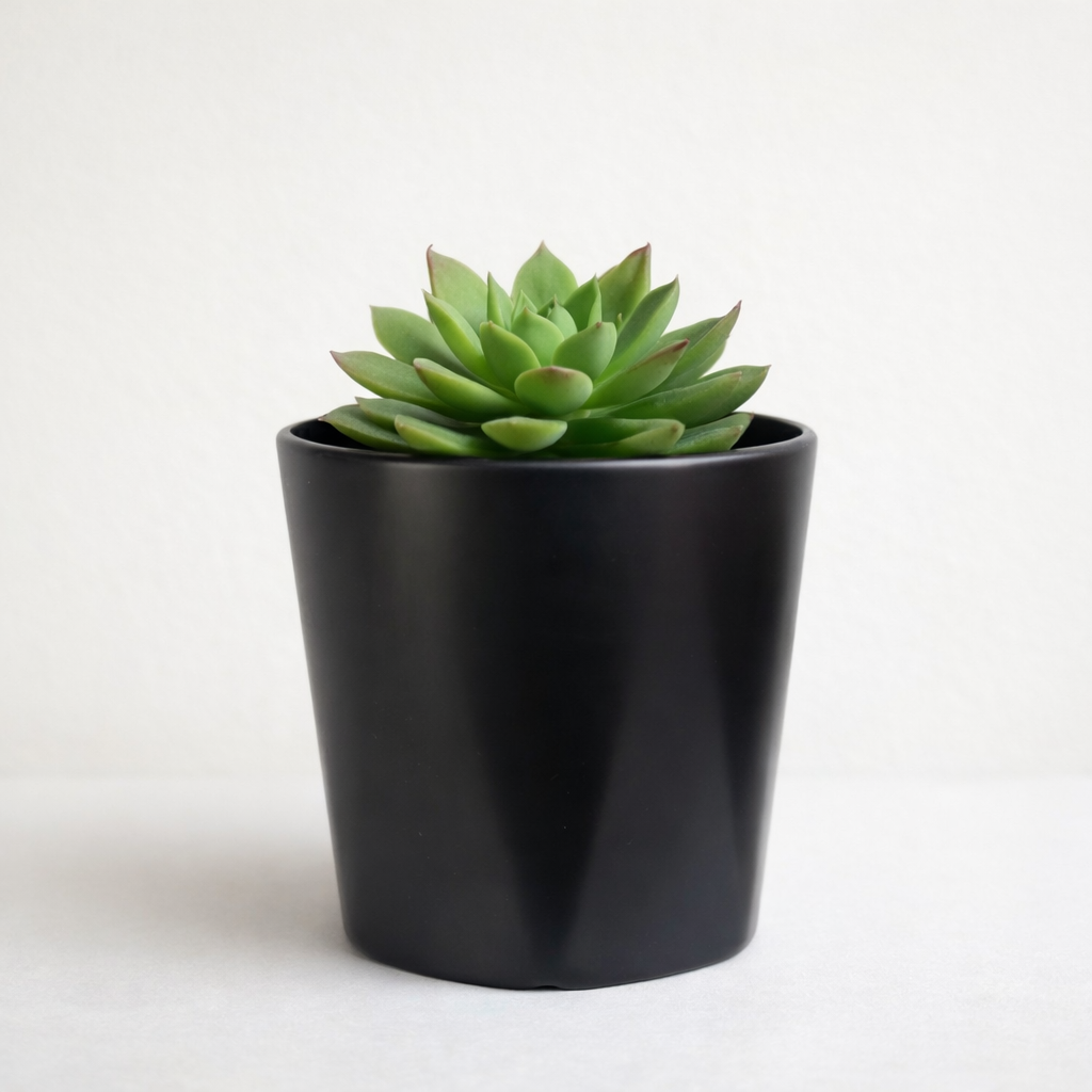 Pawpetals ceramic pot for indoor plants