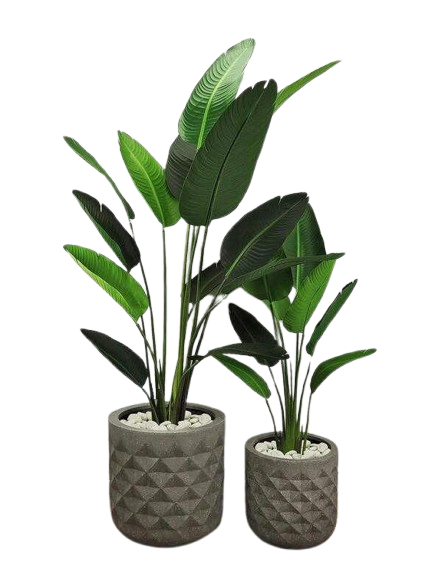 PAWPETALS BIRD OF PARADISE